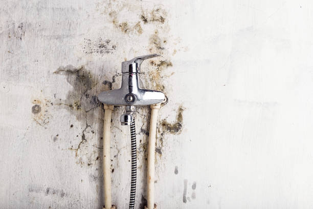 Best Commercial Mold Remediation in La Luz, NM