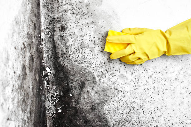 Best Crawl Space Mold Remediation in La Luz, NM