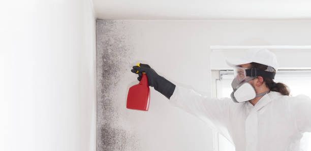Best Insurance-Related Mold Remediation in La Luz, NM
