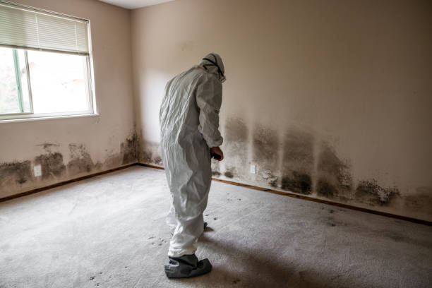 Best Industrial Mold Remediation in La Luz, NM