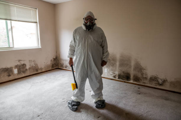 Best DIY Mold Remediation Support Services in La Luz, NM