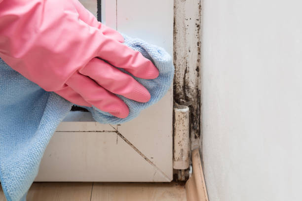 Best HVAC Mold Remediation in La Luz, NM
