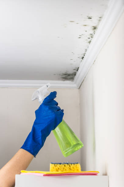 Best Attic Mold Remediation in La Luz, NM